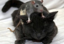 Autres animaux
